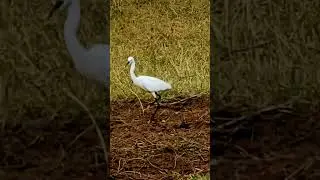 #nature #india #shorp