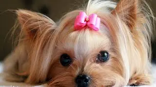 Super Weird Things Only Female Dogs Do with Their Humans
