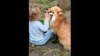 Алиса - лиса. Поведение с ребенком. Дополнение к первому видео.