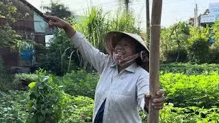 Xuyến Qua thăm vườn của Mẹ 