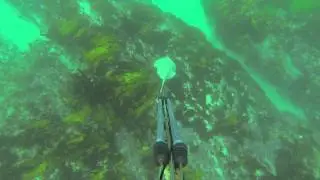 Spearfishing in Bondi
