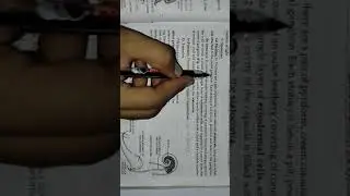 Nervous system, sense organ, and reproductive system of snail