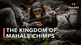 Why no roads lead to the chimpanzees of Mahale Mountains