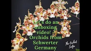 Let's do an unboxing video! - Orchids from Schwerter Germany :D