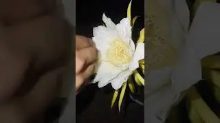 dragon fruit pollination|dragon fruit pollination by hand|dragon fruit pollination process