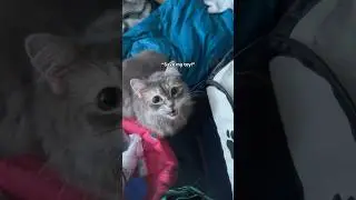 Save my toy! 😿 #freyjathesiberiancat #cat #injuredcat #siberiancat #funnycatvideo