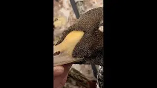 Maryland King Eider - Sea Duck Hunting - East Coast King Eider - Duck Hunting - Pitboss Waterfowl