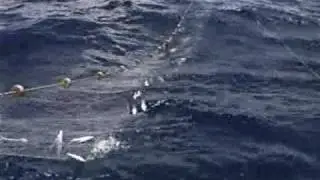 Fishing for Flying Fish