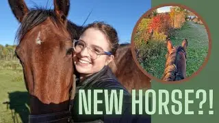 NEW HORSE?! (I wish): Introducing Eve! // Kaitehh Equestrian