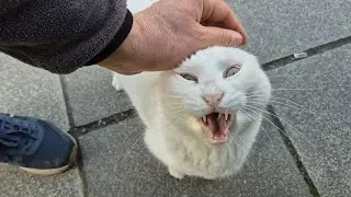You can rarely see the angry white cat like this. Today she was very sweet.