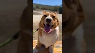 A Corgi goes on a Walk! (Corgi Shorts)