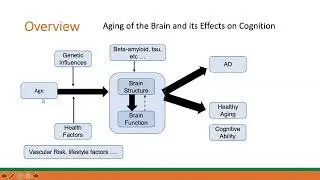 BrainMap: Aggregating brain structural & functional properties to better understand cognitive aging