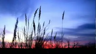 Saycet - Chromatic Bird