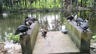 বিদেশি জাতের সি হাস  খামারে আজকে রয়েছি  #tHarsh #tPalani #tLalan #tfalan #tBTC #tJatra #tHospital 