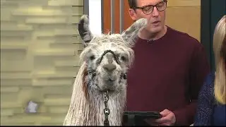 Llama Mama MN
