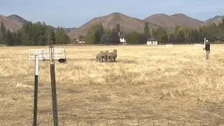 Trailing of the Sheep 2022 - 3rd Place Run (86 pts)