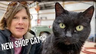 A New Shop Cat & I Crashed The Skid Steer!