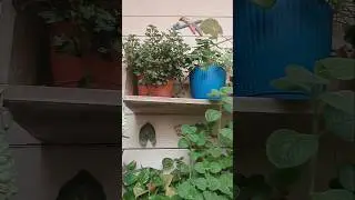 Ghar m poudo ki jagah zaroor ho#garden #shorts#loveforgardening #ytshorts