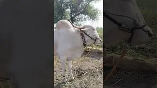 Devanakond ramudu khillari bulls #cow #beautifulfolksong #beautifulfolksong #lovesong #comedy #kabal