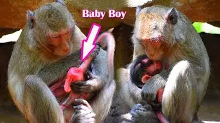 Adorable Mom Really Love Just Newborn Baby ( No Name ) | Adorable Monkey Park