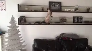 Cat problem solving