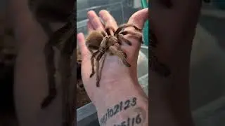 This Is My Stunning Aphonopelma chalcodes! 🕸🕷 #shorts