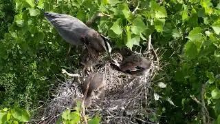 Great Blue Heron Nest #1
