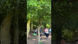 Fat monkeys in Angkor Wat, Cambodia 🇰🇭 #shorts #angkorwat #monkey