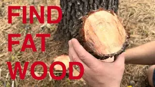 I Found Wild Fatwood in the Forest! | Harvesting, Processing & Fire Test 🔥