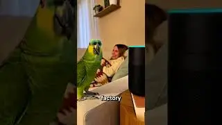 Is this parrot smarter than alexa??🤣#funnyparrot #shorts #shortsfeed #viral #parrot #talkingparrot