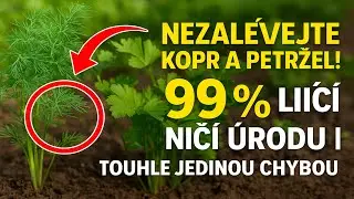 Nezal&eacute;vejte kopr a petržel! 99 % lid&iacute; nič&iacute; &uacute;rodu touhle jedinou chybou.