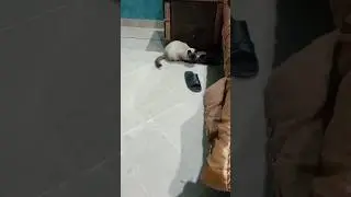 Cats' nighttime play😼🐈#cat#kittenadventures#cuteanimal#catlover#cutecat#cute