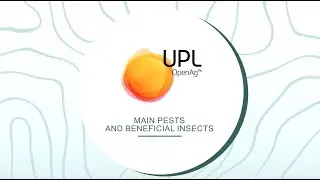 Ravageurs et insectes utiles principaux Motion design #2