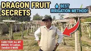 Irrigation process and dragon fruit plant breeds #dragonfruitfarm #irrigation #farmingtechnique 