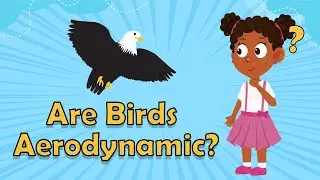 Are Birds Aerodynamic? | Facts About Birds | Bird Facts For Kids | Animal Facts For Kids
