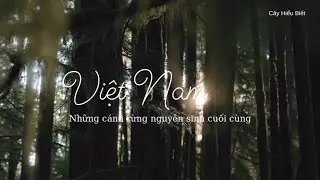 Những cánh rừng nguyên sinh cuối cùng của Việt Nam | Vườn quốc gia Phong Nha - Kẻ Bàng.