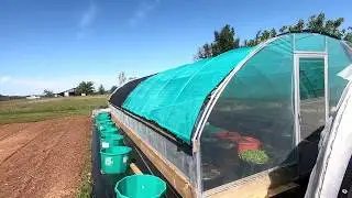 Frost damage and planting tomatoes