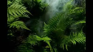 Rainforest Reflections