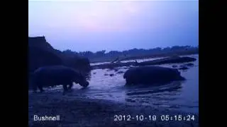 Camera Trap at the hippo hide