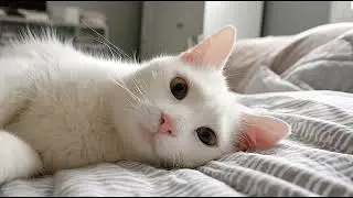 Playlist(cat purring) - Cuddle Up with This Adorable Cat! 🐱💚