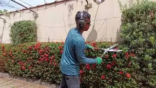 Ningu&eacute;m faz mais PODA com tesoura?