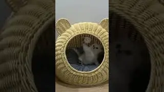 wicker cat bed