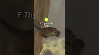 This Thylacoleo YEETED me To My Death 💀