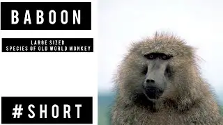 Baboon #shorts #wildtour