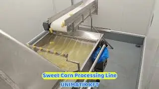 Sweet corn processing line new / Kukorica feldolgoz&oacute; vonal