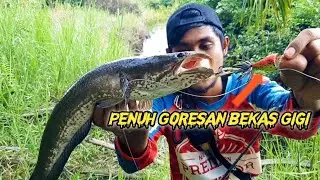 Mancing Ikan Gabus Seru Bersama ANDRI ACONK 😁