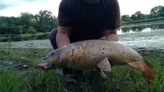PESCA DE BAGRES,MOJARRAS Y CARPA ESPEJO O ROYAL,#carpfishing .
