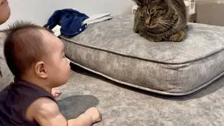 赤ちゃんに見つめられたら優しい猫がこうなりました