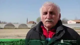 Agricoltura di Marca - IL RADICCHIO ROSSO DI TREVISO IGP