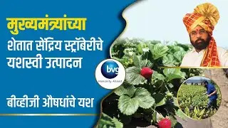 मा. मुख्यमंत्री एकनाथजी शिंदे यांच्या शेतात बीव्हीजी औषधांनी फुलवली चवदार सेंद्रिय स्ट्रॉबेरी